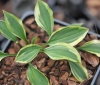 Show product details for Hosta venusta Kin Botan